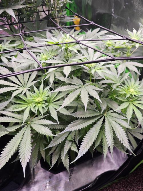 The 4. Week 3
