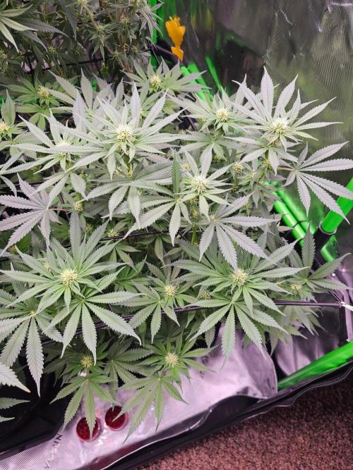 The 4. Week 4