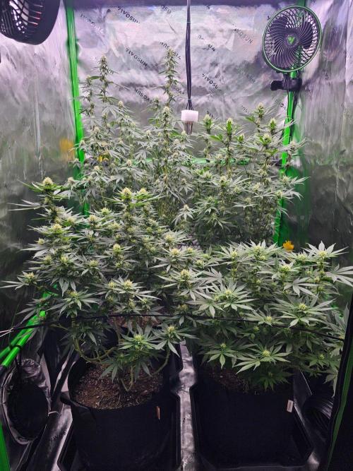 The 4. Week 4