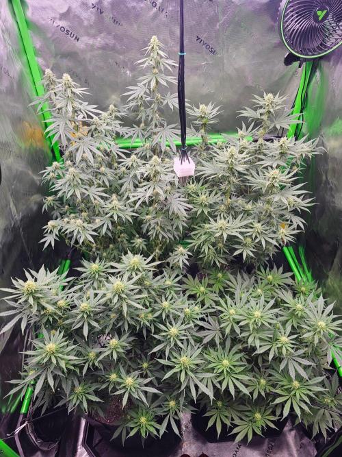 The 4. Week 4
