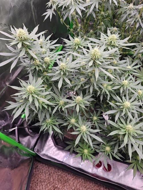 The 4. Week 4