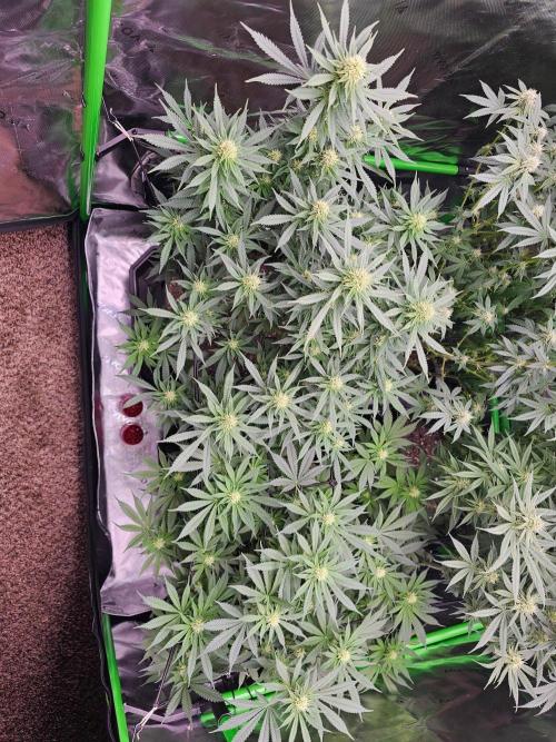 The 4. Week 4