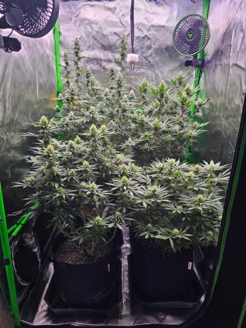 The 4. Week 5