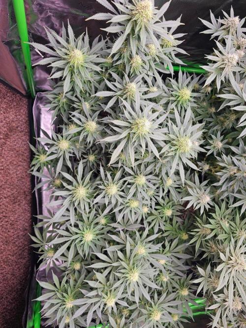 The 4. Week 5