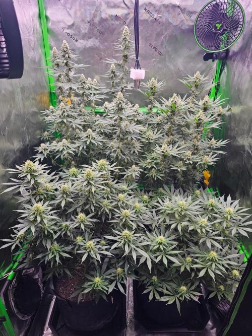 The 4. Week 5