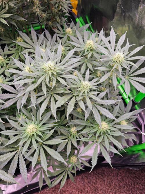 The 4. Week 5