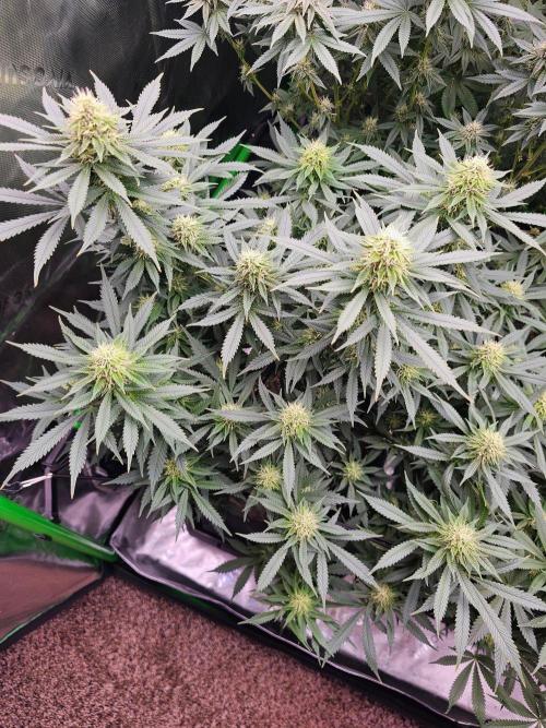 The 4. Week 5