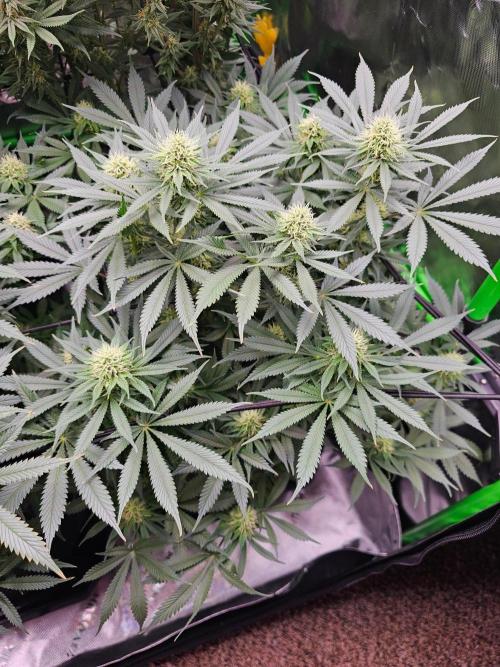 The 4. Week 11