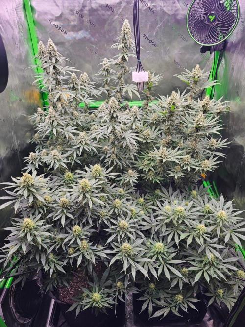 The 4. Week 11