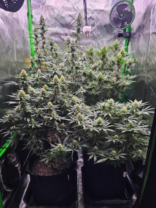 The 4. Week 11