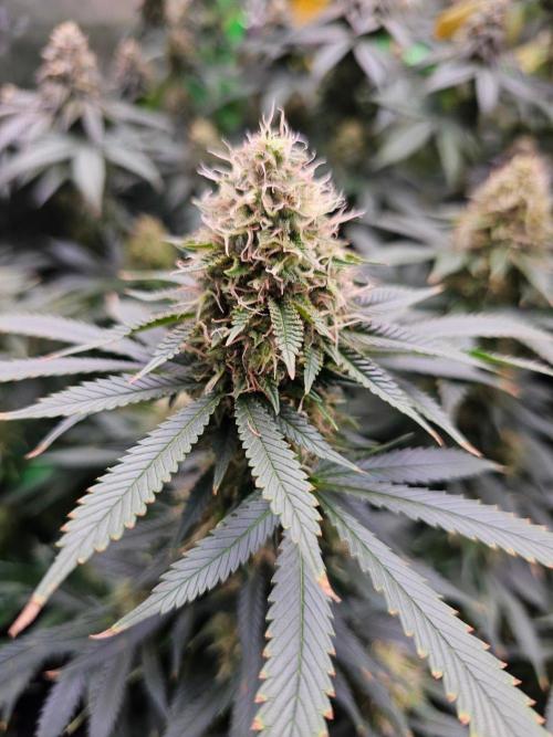 The 4. Week 12