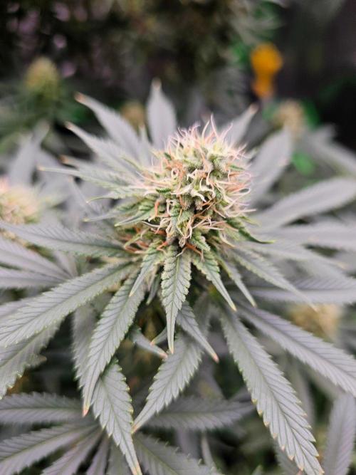 The 4. Week 12