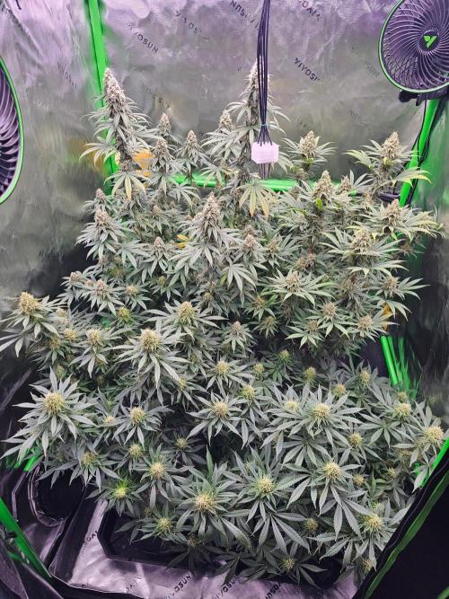 The 4. Week 12