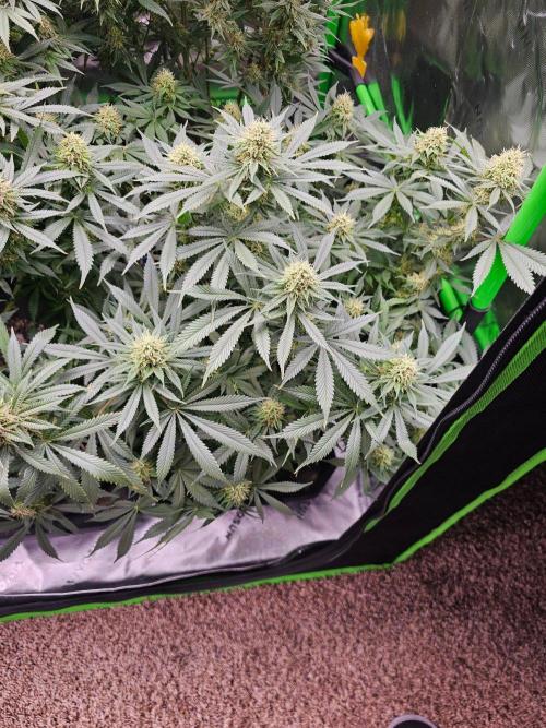 The 4. Week 12
