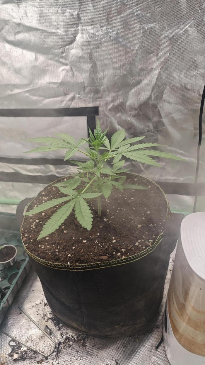 Pink Rozay Automatic. Week 3