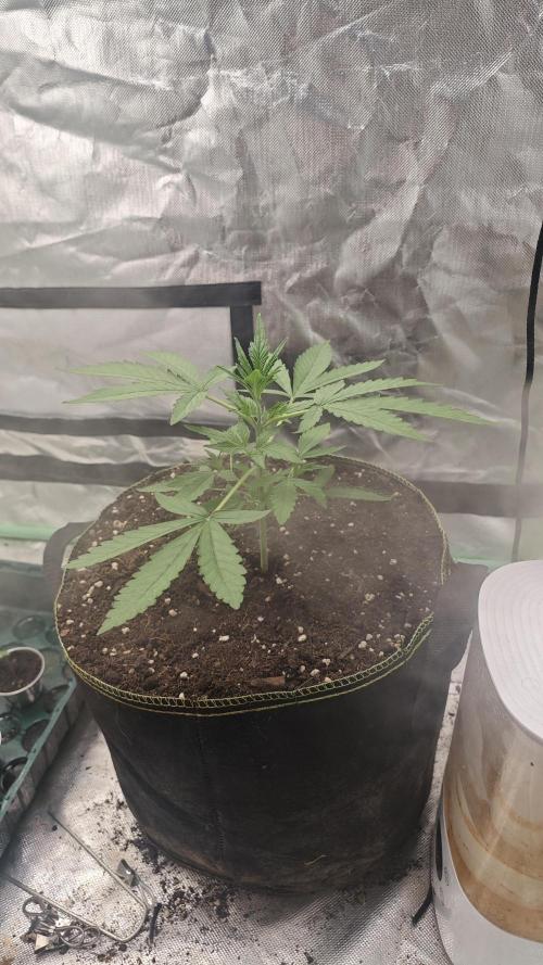 Pink Rozay Automatic. Week 3
