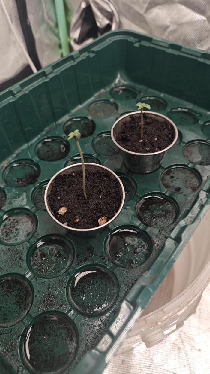 Blue Monster Automatic. Week 0