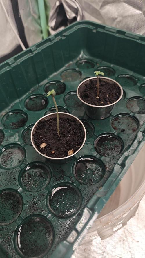 Blue Monster Automatic. Week 0
