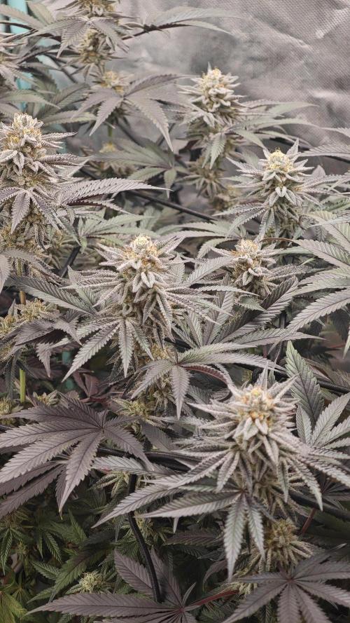 Original Oreoz. Week 17
