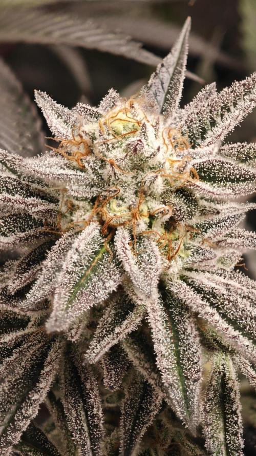Original Oreoz. Week 17