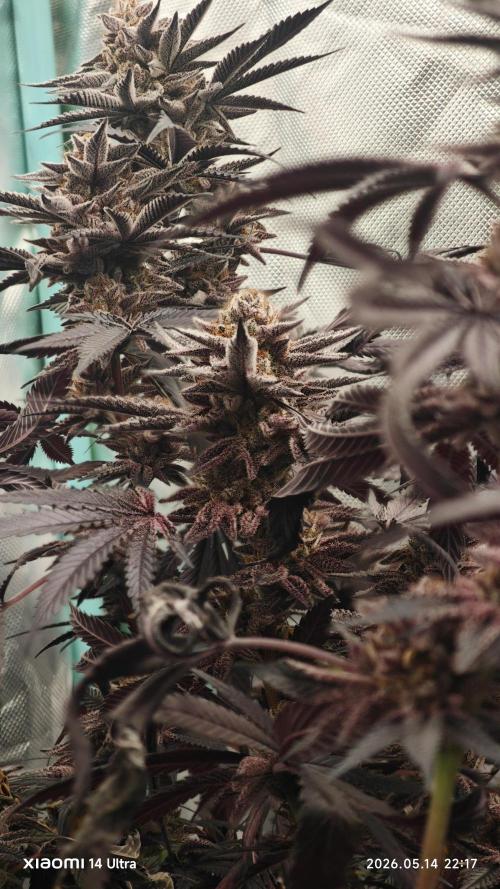 Original Oreoz. Week 17