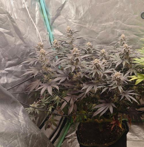 Original Oreoz. Week 17