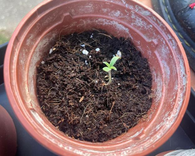 Honey Peach Sweet Seeds 1st outdoor. Week 0 - This and second pictures shows the first days in soil with sun(16-17.06) 