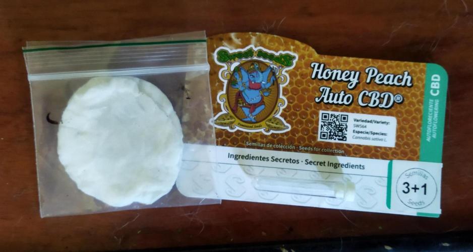 Honey Peach Sweet Seeds 1st outdoor. Week 0 - Sometimes I recommend to put some drops of Chlorgexidin, but not here