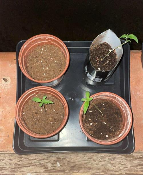 Honey Peach Auto CBD®. Week 1