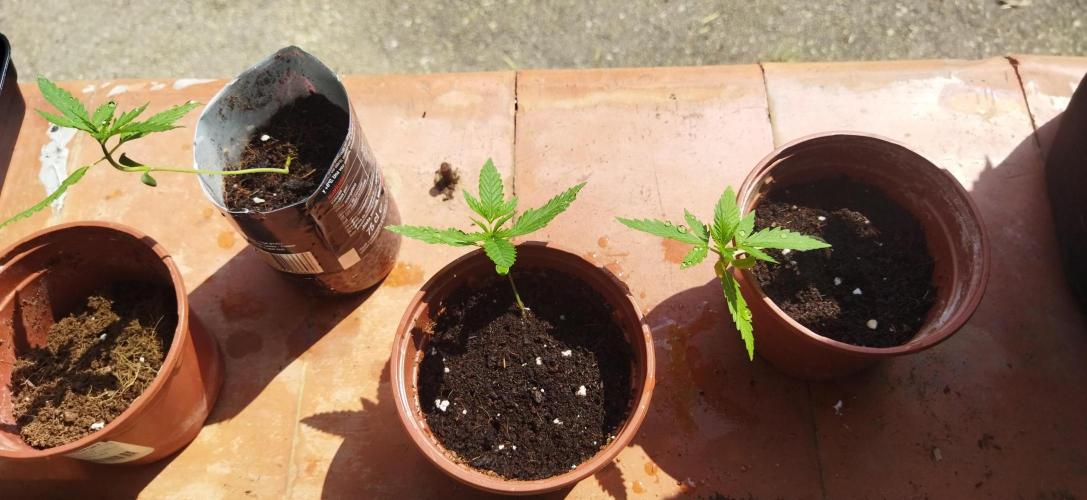 Honey Peach Auto CBD®. Week 2