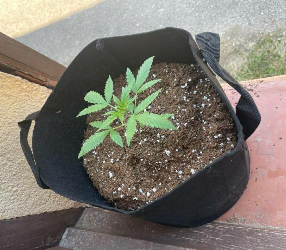 Honey Peach Sweet Seeds 1st outdoor. Week 3 - She likes her new pot