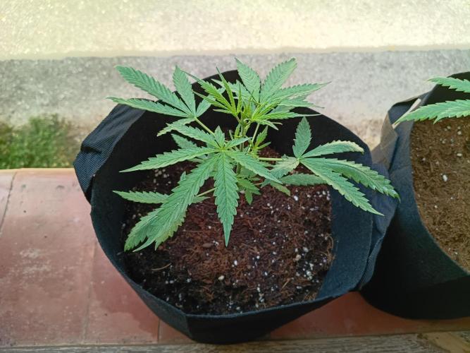 Honey Peach Sweet Seeds 1st outdoor. Week 4 - Second girl yesss
