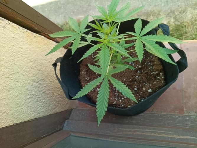 Honey Peach Sweet Seeds 1st outdoor. Week 4 - Third giiiirl!!