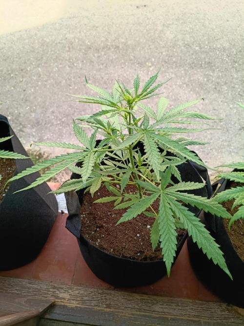 Honey Peach Sweet Seeds 1st outdoor. Week 5 - The youngest girl.