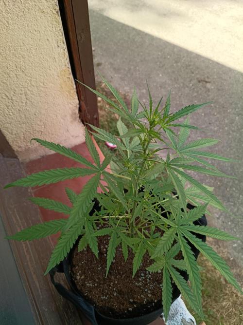 Honey Peach Sweet Seeds 1st outdoor. Week 5 - The medium one.