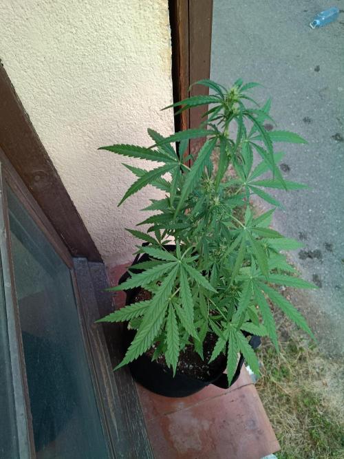 Honey Peach Sweet Seeds 1st outdoor. Week 6 - Good girl.
