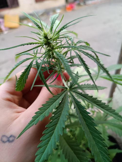 Honey Peach Sweet Seeds 1st outdoor. Week 6 - The flowers are making budsss.