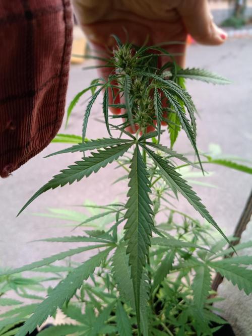 Honey Peach Sweet Seeds 1st outdoor. Week 6 - One of the buds a bit closer.