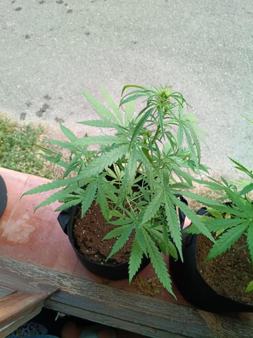 Honey Peach Sweet Seeds 1st outdoor. Week 6 - Nicest for my opinion.