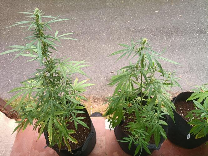 Honey Peach Sweet Seeds 1st outdoor. Week 7 - Babies are stretching.