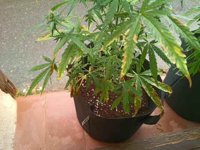 Honey Peach Sweet Seeds 1st outdoor. Week 7 - Painful kisses from sun for one girl :(
