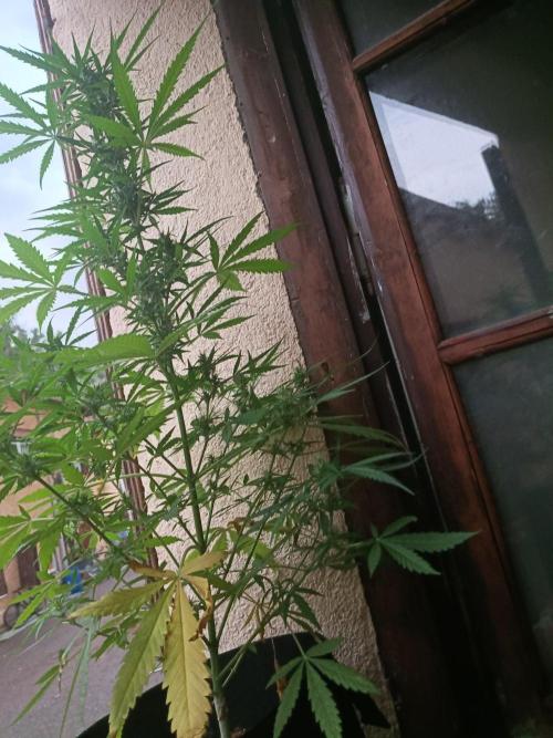 Honey Peach Sweet Seeds 1st outdoor. Week 8 - The biggest girl