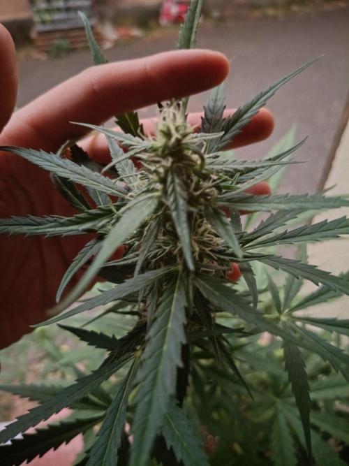 Honey Peach Sweet Seeds 1st outdoor. Week 8