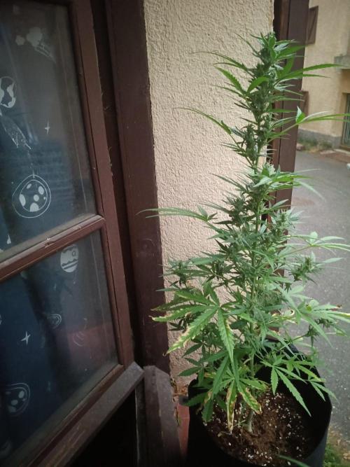 Honey Peach Sweet Seeds 1st outdoor. Week 8