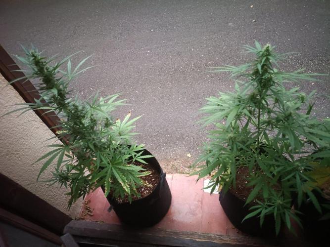 Honey Peach Sweet Seeds 1st outdoor. Week 8 - Other babies