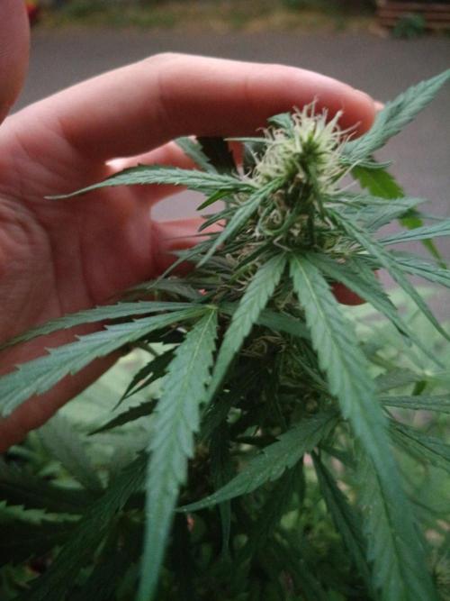 Honey Peach Sweet Seeds 1st outdoor. Week 8
