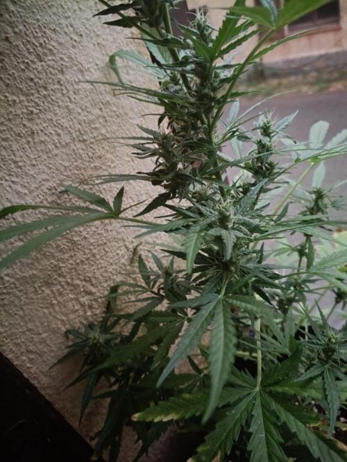 Honey Peach Sweet Seeds 1st outdoor. Week 8