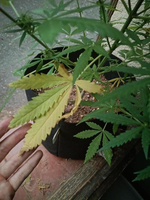 Honey Peach Sweet Seeds 1st outdoor. Week 8 - A bit yellow 