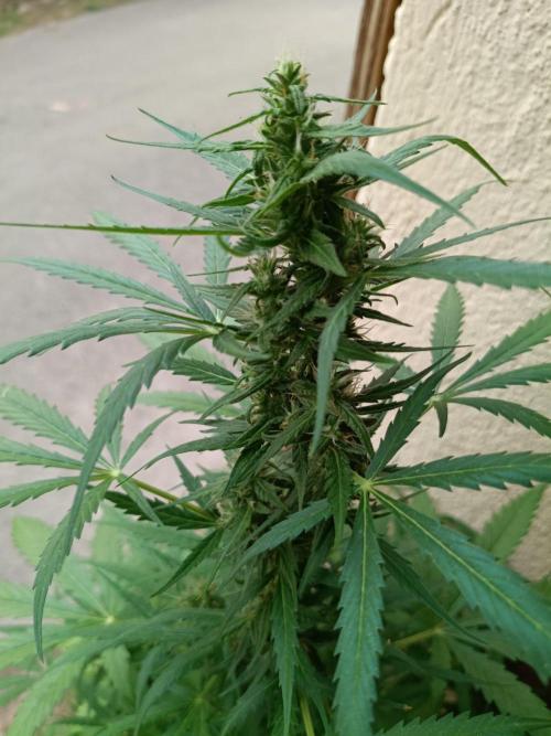 Honey Peach Sweet Seeds 1st outdoor. Week 8
