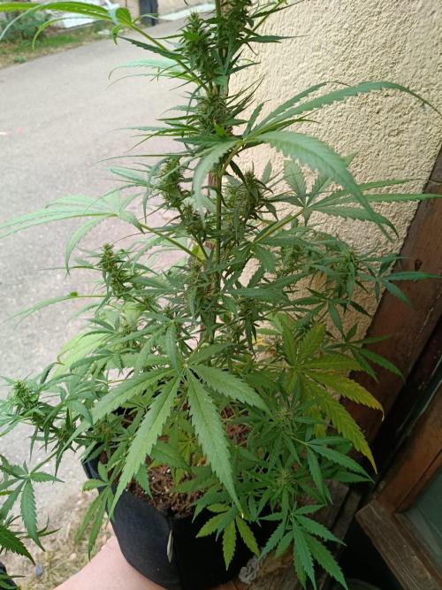 Honey Peach Sweet Seeds 1st outdoor. Week 8